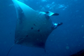 Bali 2016 - Oceanic Manta Ray - Raie Manta Oceanique - Manta Birostris - IMG_5958_rc